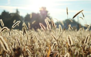 Food Sensitivity Testing: Understand Your Symptoms and Improve Health - InOut Labs