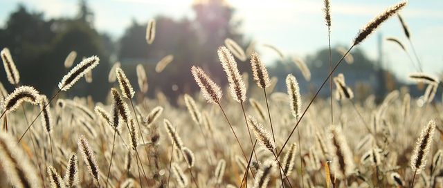 Food Sensitivity Testing: Understand Your Symptoms and Improve Health - InOut Labs