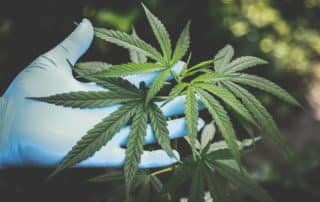 Workplace Drug Testing in the Age of Marijuana Legalization - InOut Labs